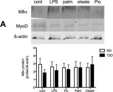 beta-Actin Antibody
