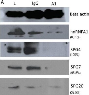 beta-Actin Antibody