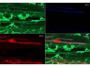 beta-Actin Antibody