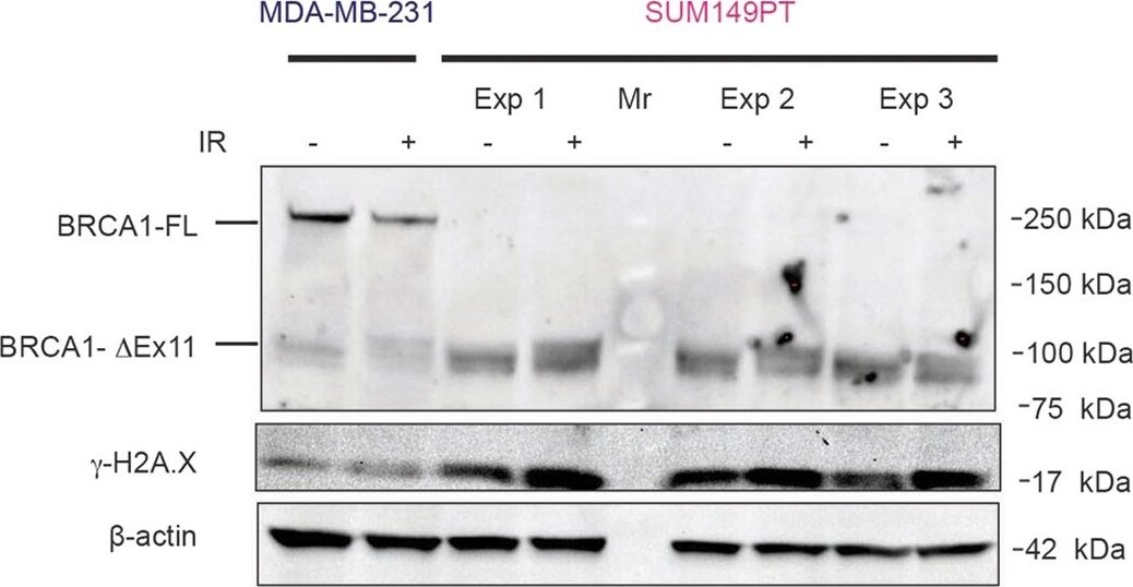 beta-Actin Antibody