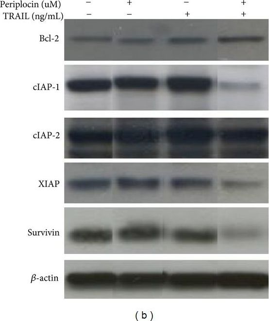 beta-Actin Antibody