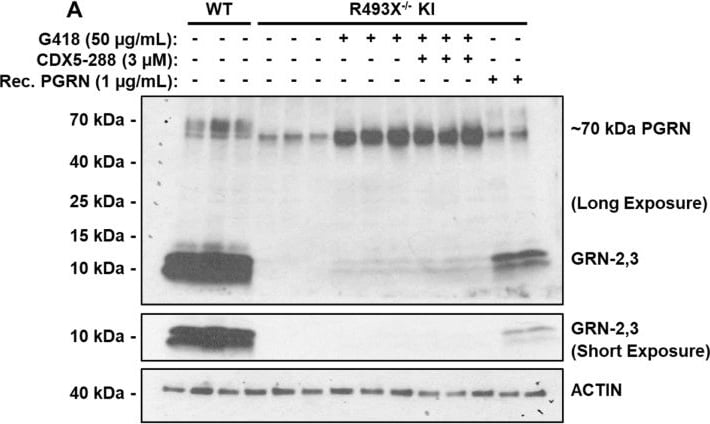 beta-Actin Antibody