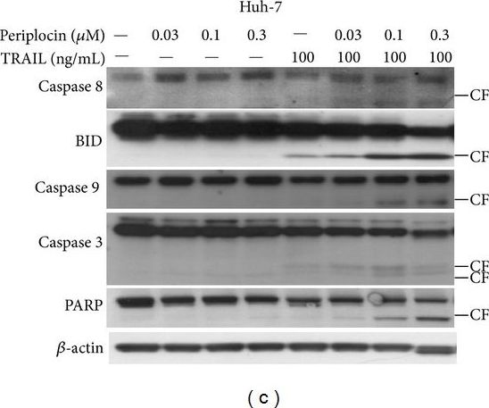 beta-Actin Antibody