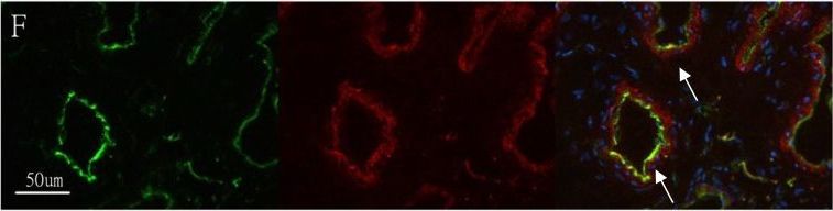 CD31/PECAM-1 Antibody (JC/70A) - BSA Free