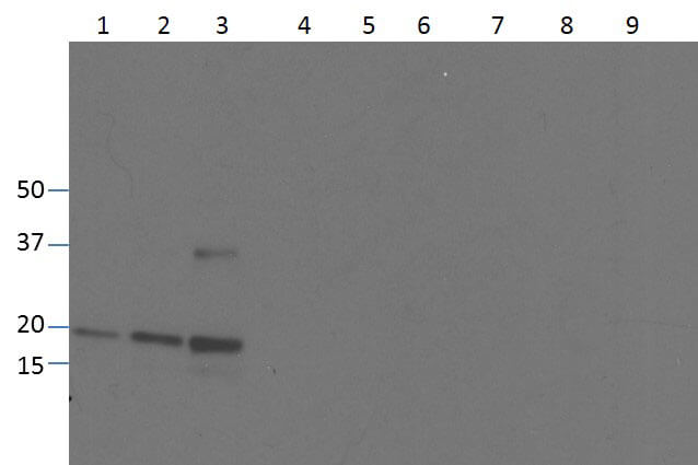 TNF-alpha Antibody - Azide Free