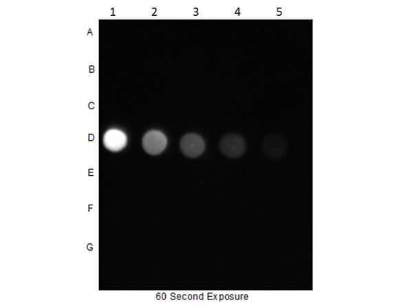 AKT1 [p Ser473] Antibody