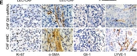GLI-1 Antibody - BSA Free