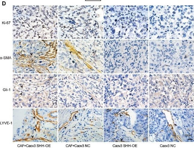 GLI-1 Antibody - BSA Free