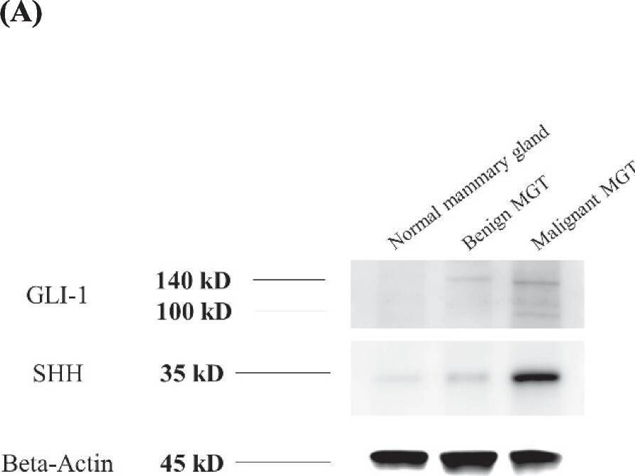 GLI-1 Antibody - BSA Free