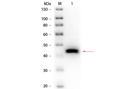 Pepsin Antibody [Biotin]