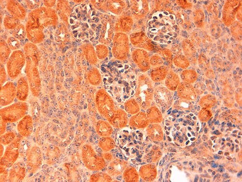 DLL1 Antibody