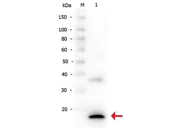 IL-1 beta/IL-1F2 Antibody