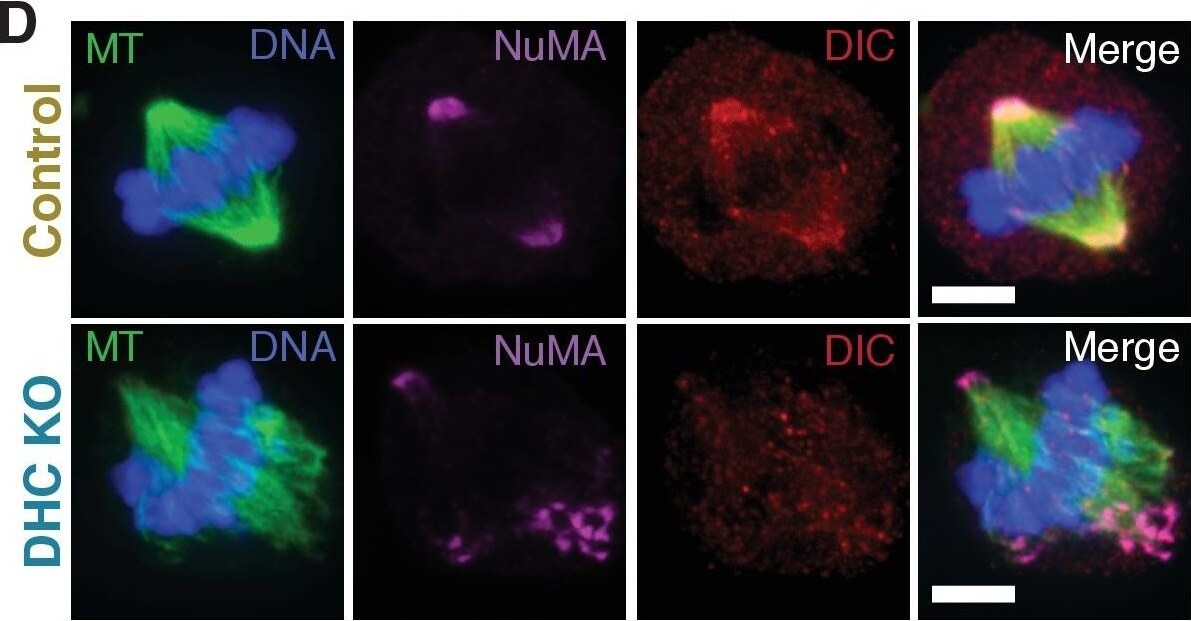 NuMA Antibody - BSA Free