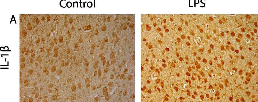 IL-1 beta/IL-1F2 Antibody - Azide and BSA Free