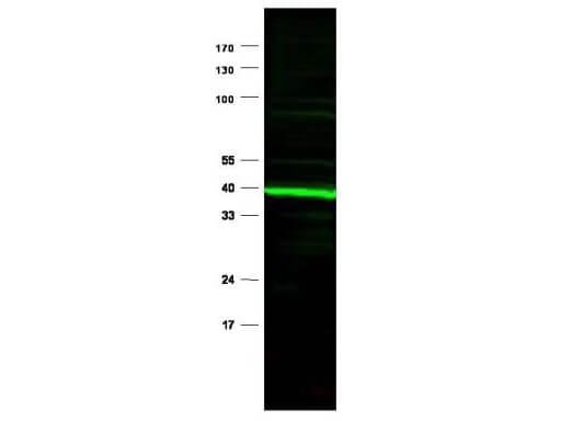 PPAR delta/NR1C2 Antibody - N-terminal