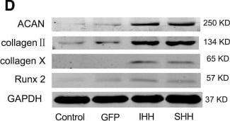Collagen II Antibody (5B2.5) - BSA Free