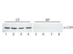 Lactate Dehydrogenase Antibody