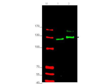 GLI-2 Antibody