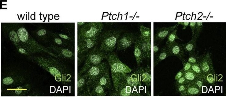 GLI-2 Antibody - BSA Free