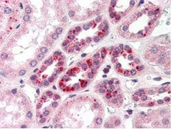 Notch-2 Antibody
