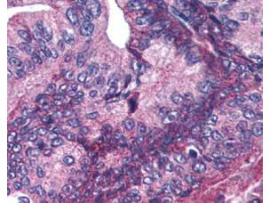 Apc1 [p Ser377] Antibody