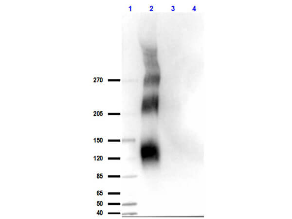 DNA-PKcs [p Thr2609] Antibody