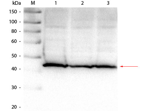 Aldolase A Antibody