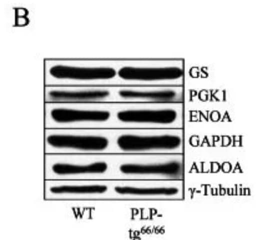 Aldolase A Antibody