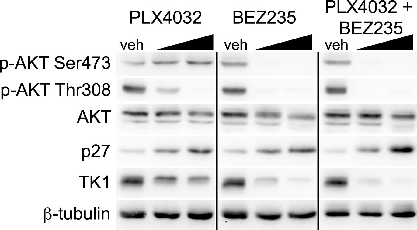 beta Tubulin Antibody - BSA Free