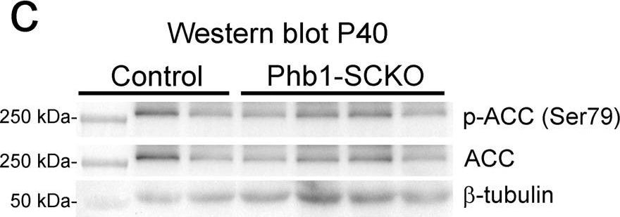 beta Tubulin Antibody - BSA Free