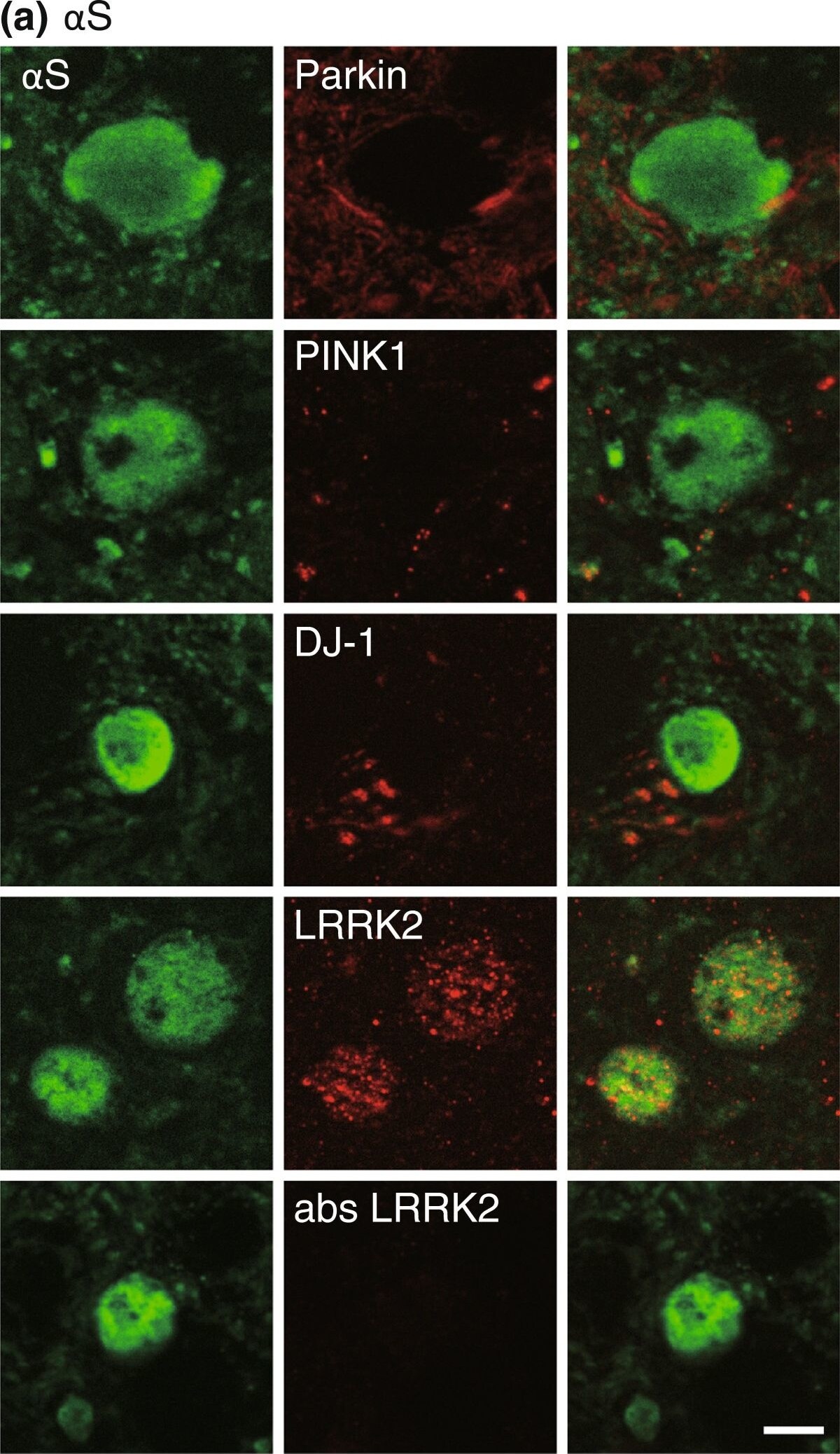 PINK1 Antibody - BSA Free