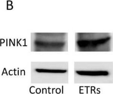 PINK1 Antibody - BSA Free