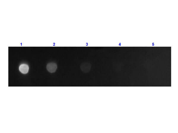 Goat F(ab')2 anti-Mouse IgG Fc Secondary Antibody [FITC] (Pre-adsorbed)