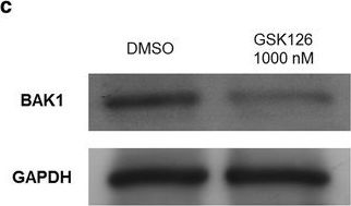 Goat anti-Rabbit IgG (H+L) Secondary Antibody [HRP] (Pre-adsorbed)