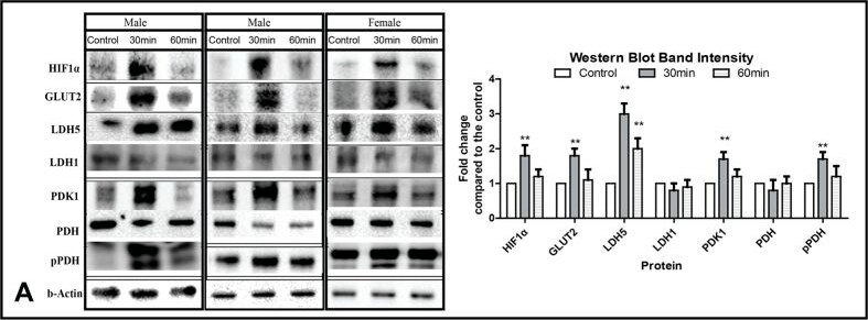 Rabbit anti-Mouse IgG (H+L) Secondary Antibody [Biotin]