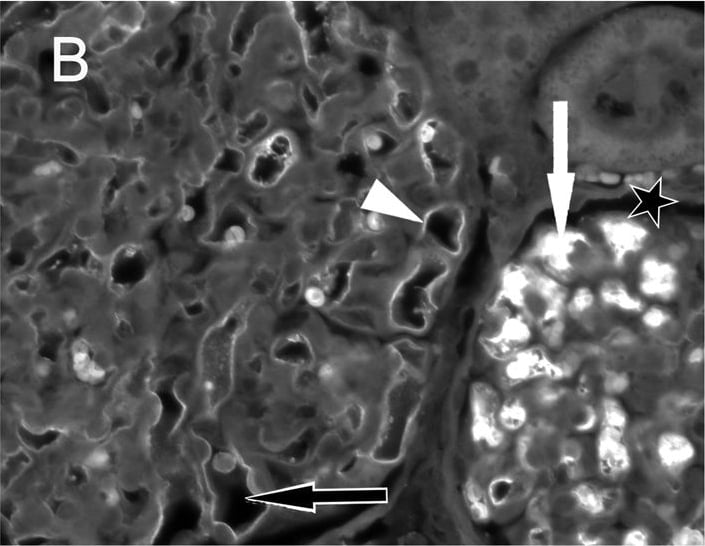 Goat anti-Human IgG Fc Secondary Antibody