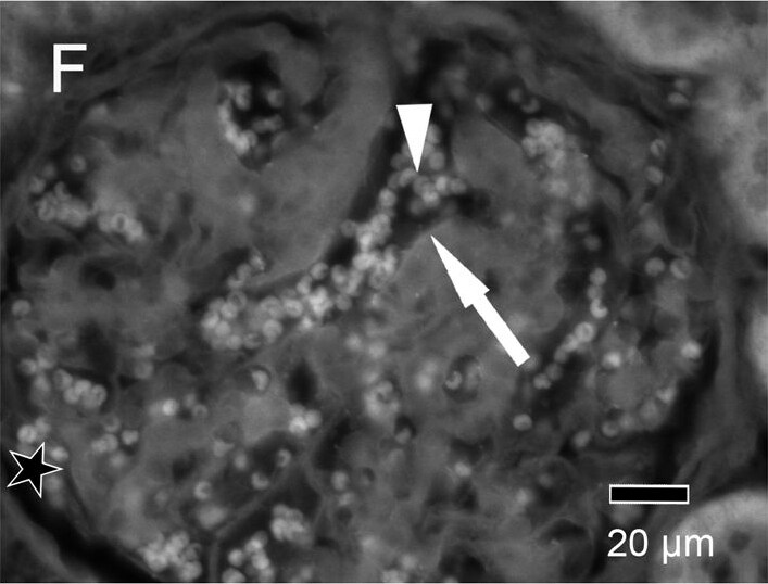 Goat anti-Human IgG Fc Secondary Antibody
