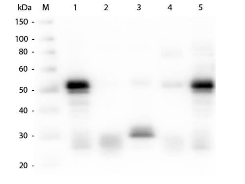 Goat anti-Rabbit IgG (H+L) Secondary Antibody [Rhodamine]