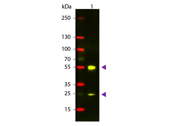 Donkey anti-Sheep IgG (H+L) Secondary Antibody [Texas Red]