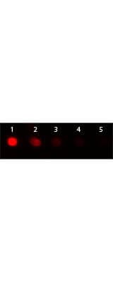 Donkey anti-Goat IgG (H+L) Secondary Antibody [PE] (Pre-adsorbed)