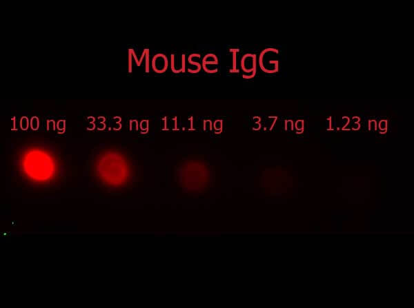 Donkey F(ab')2 anti-Mouse IgG (H+L) Secondary Antibody [PE] (Pre-adsorbed)