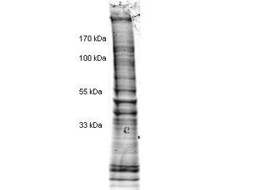 HeLa Nuclear Cell Lysate
