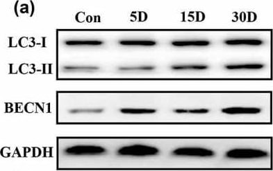 LC3 Antibody Pack