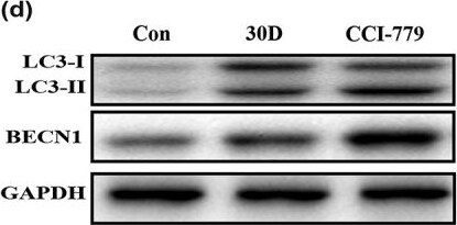 LC3 Antibody Pack