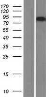 AMOTL2 Overexpression Lysate