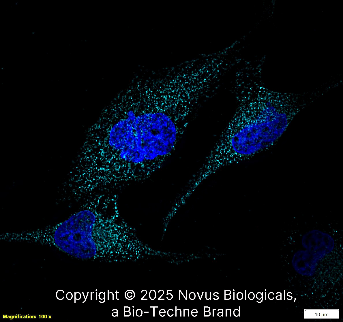 SR-AI/MSR Antibody [Alexa Fluor® 647]