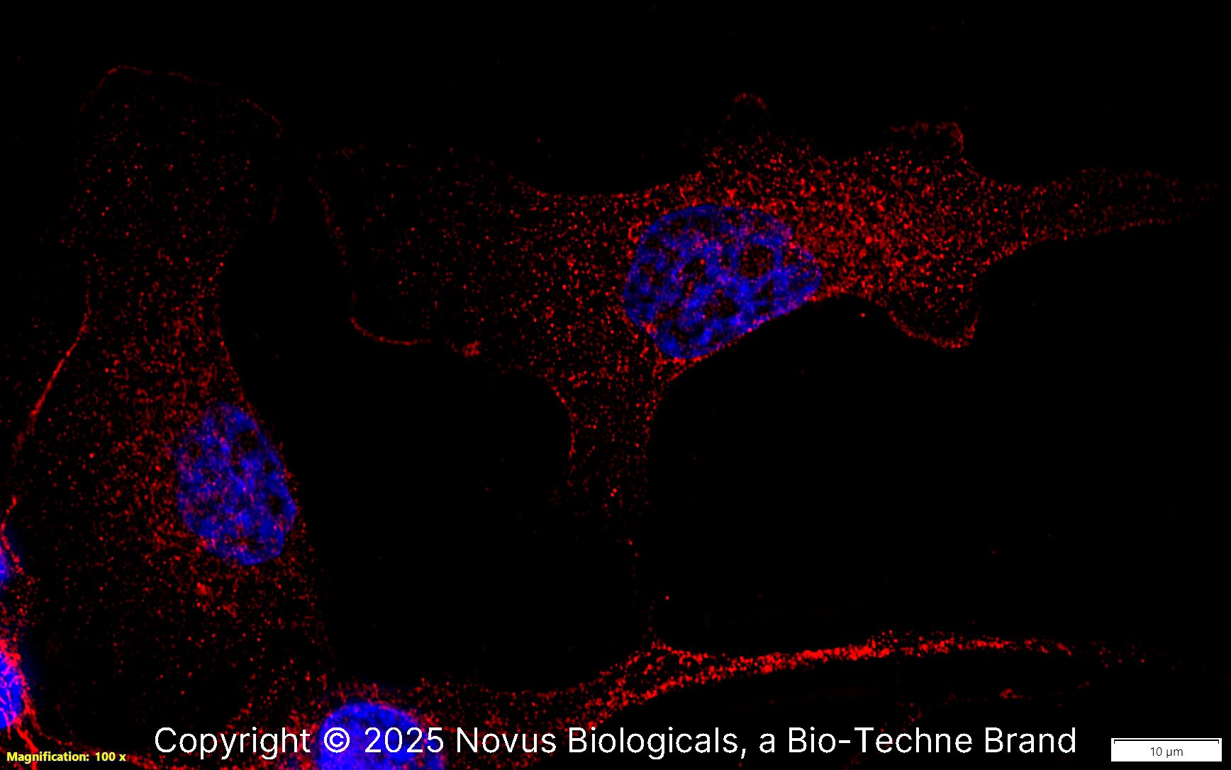 SR-AI/MSR Antibody [Biotin]