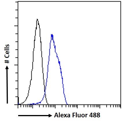 SENP6 Antibody