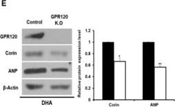 FFAR4/GPR120 Antibody - BSA Free