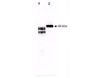 Fetuin A/AHSG Antibody